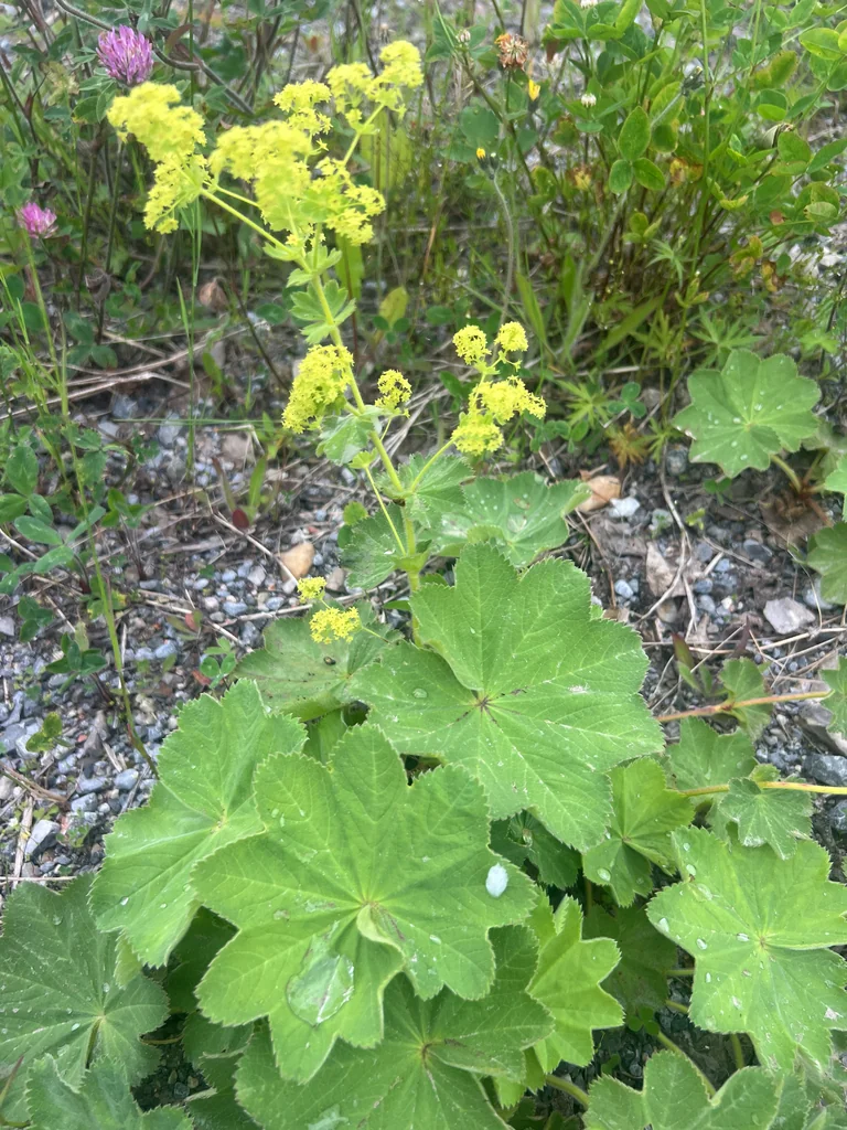 Alchemilla Mollis
