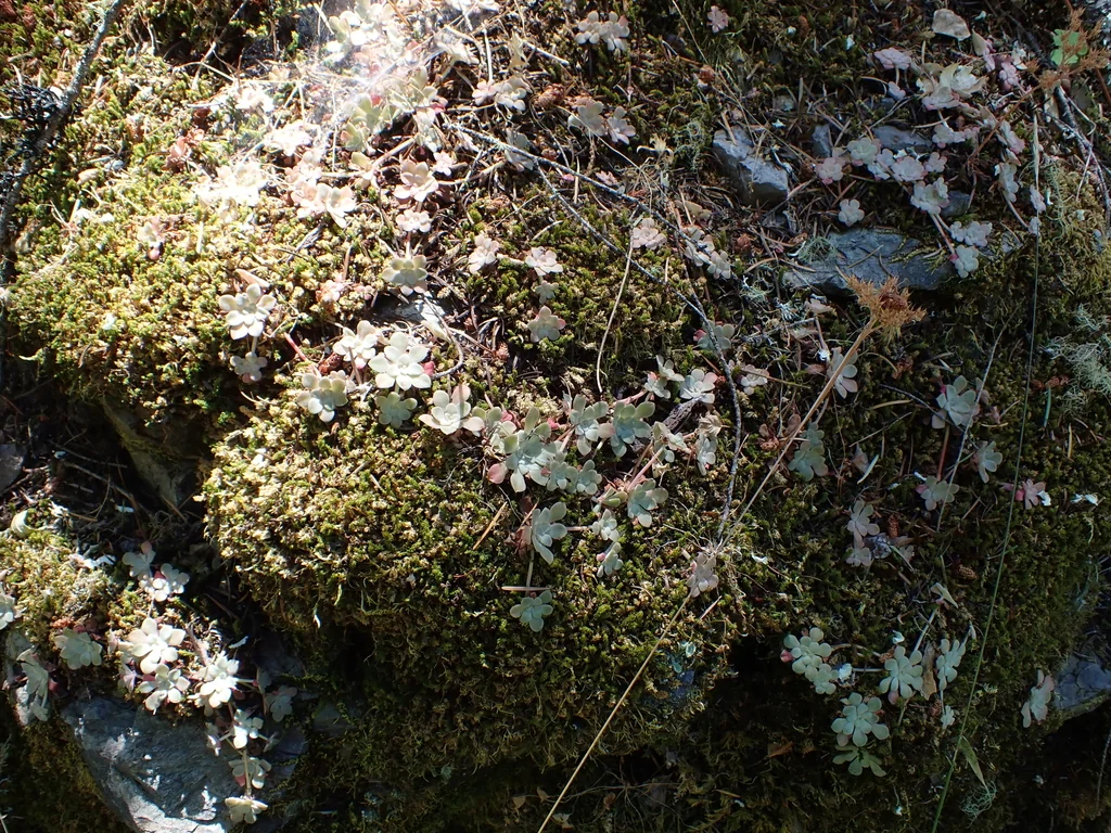 Sedum Spathulifolium