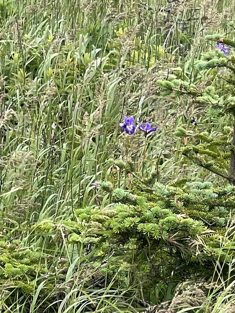 Iris Versicolor