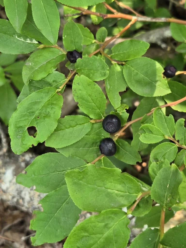 Vaccinium Membranaceum