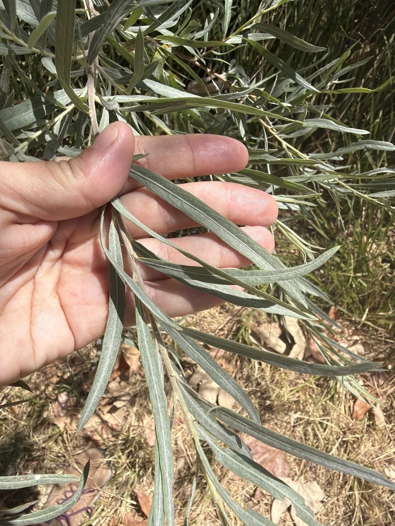 Salix Exigua