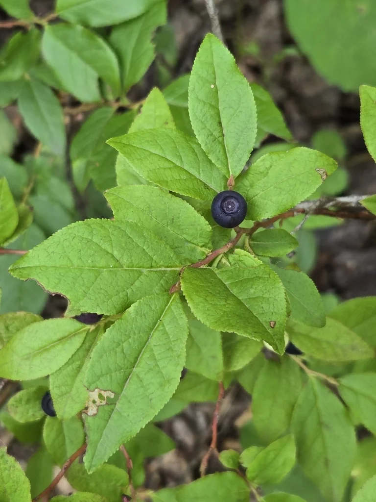 Vaccinium Membranaceum