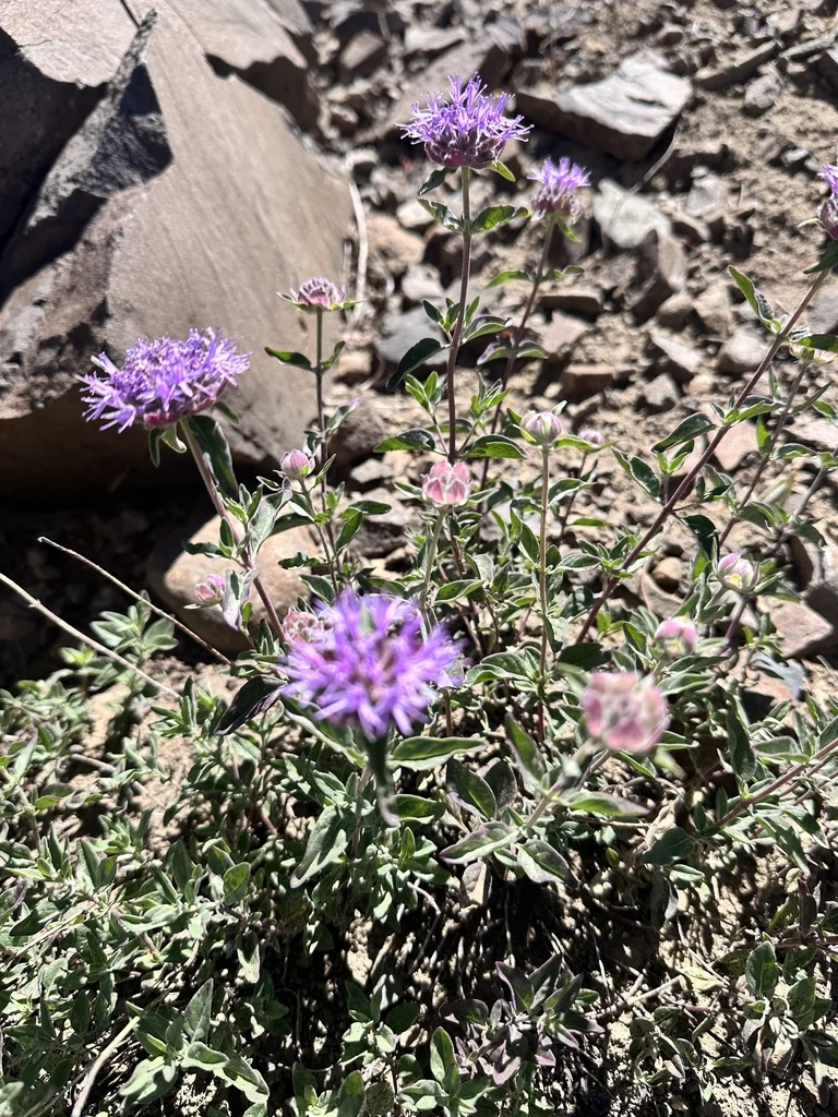 Monardella Odoratissima