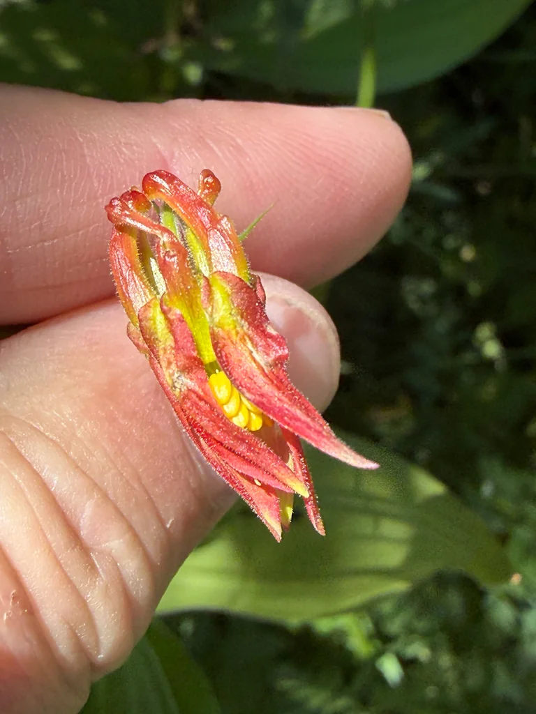 Aquilegia Formosa