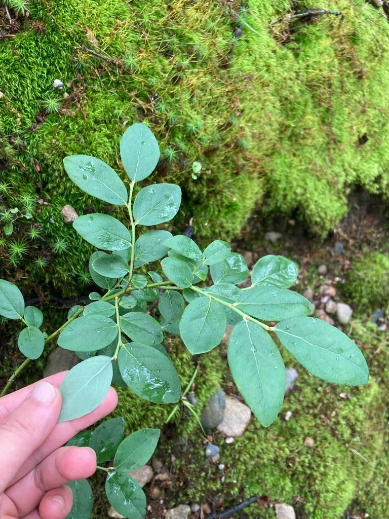 Vaccinium Pallidum