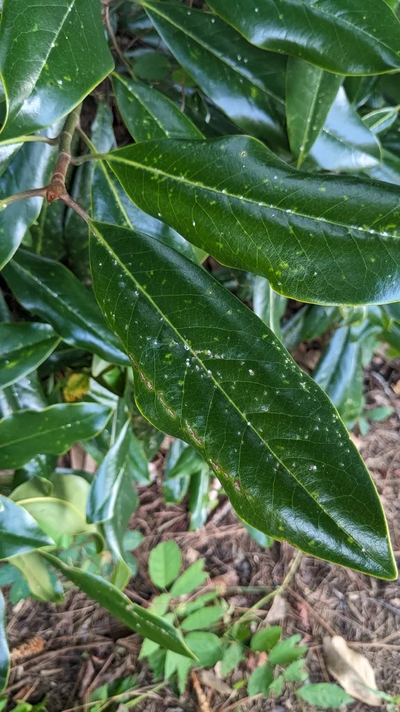 Magnolia Grandiflora