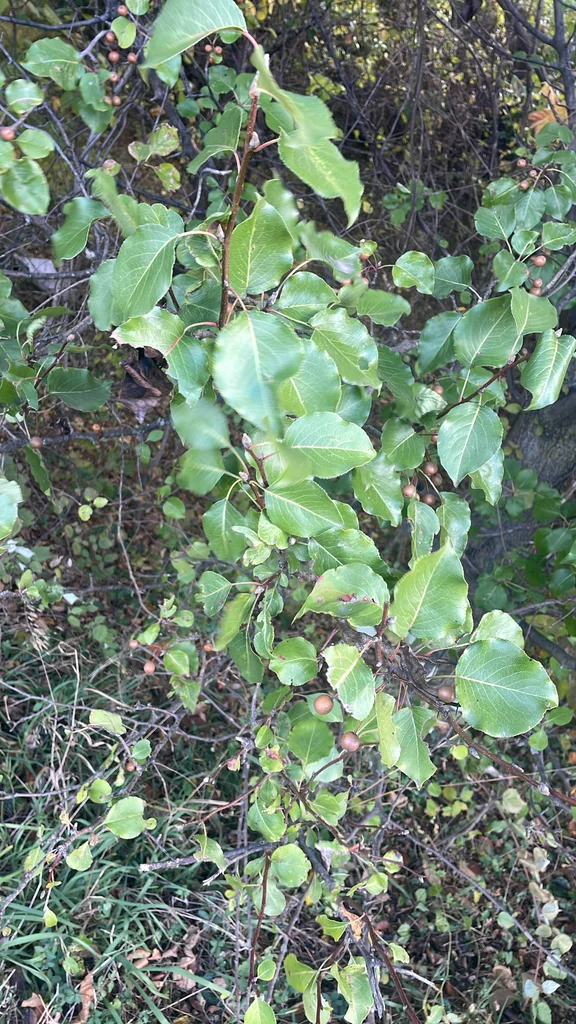 Pyrus Calleryana