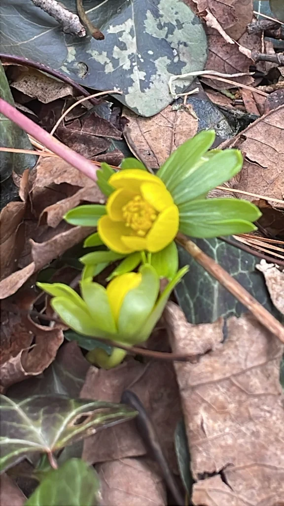 Eranthis Hyemalis