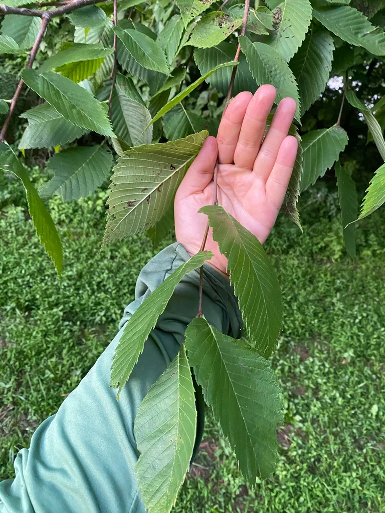 Ulmus Americana