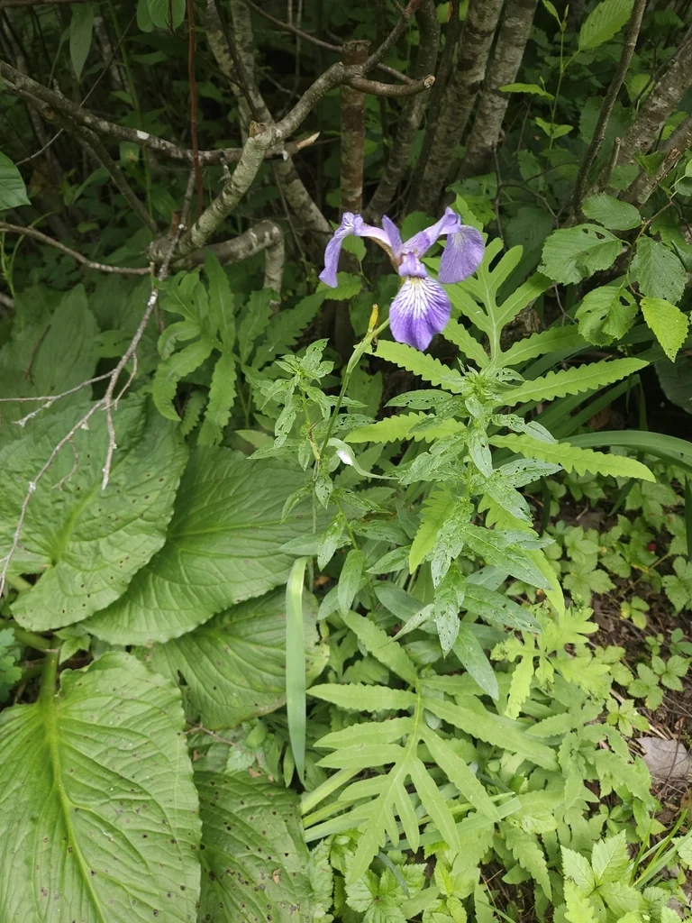 Iris Versicolor