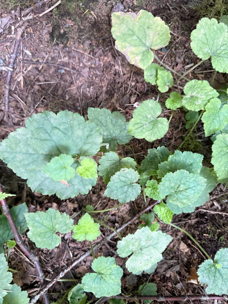 Tolmiea Menziesii