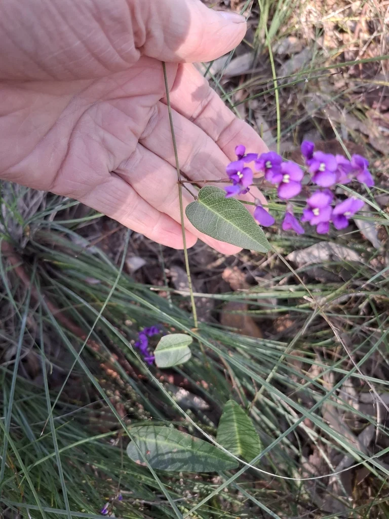 Hardenbergia Violacea