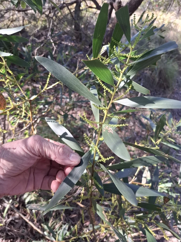 Acacia Longifolia