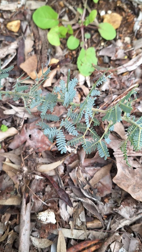 Acacia Baileyana