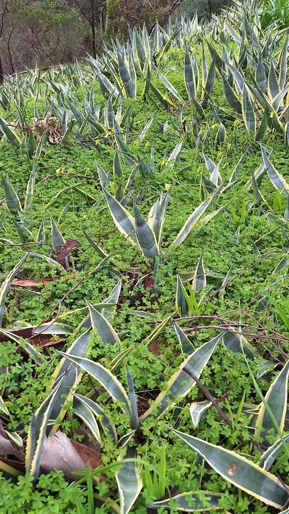 Agave Americana V. Marginata