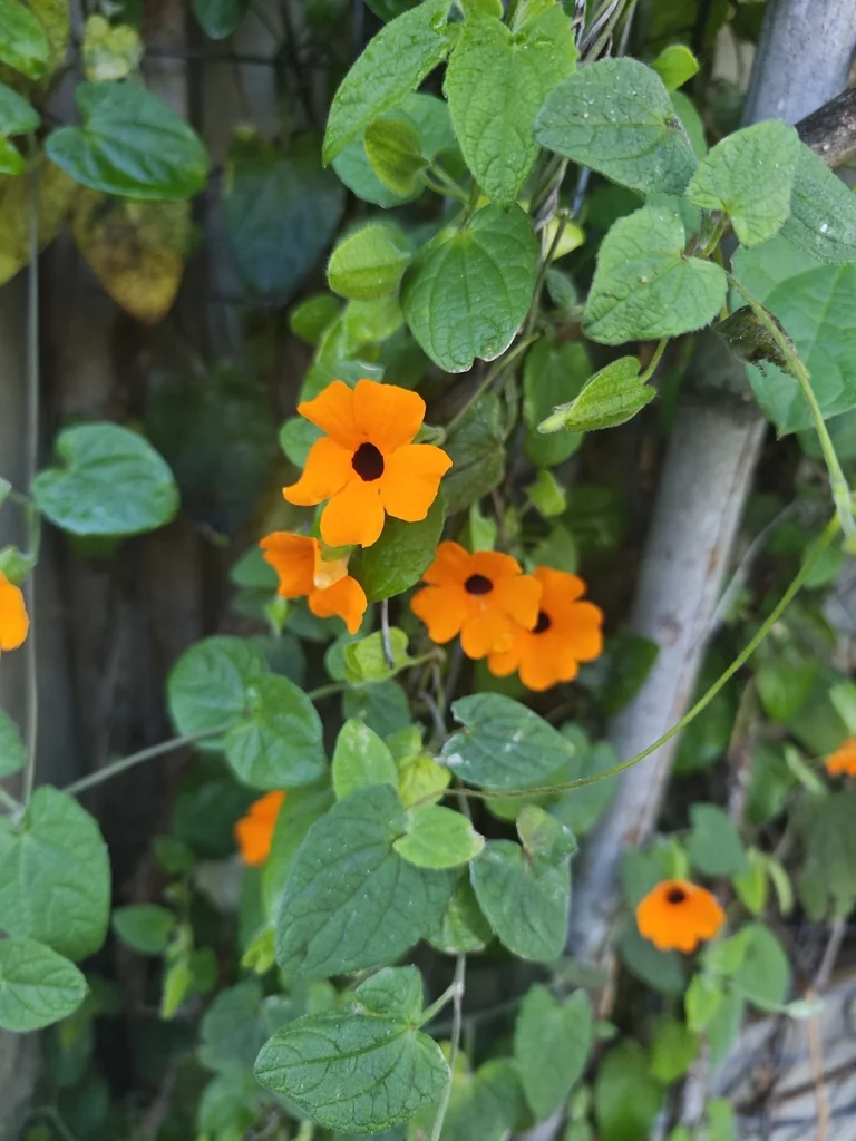 Thunbergia Alata