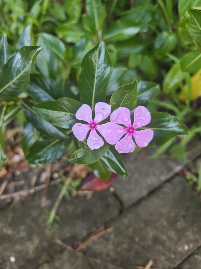 Catharanthus Roseus