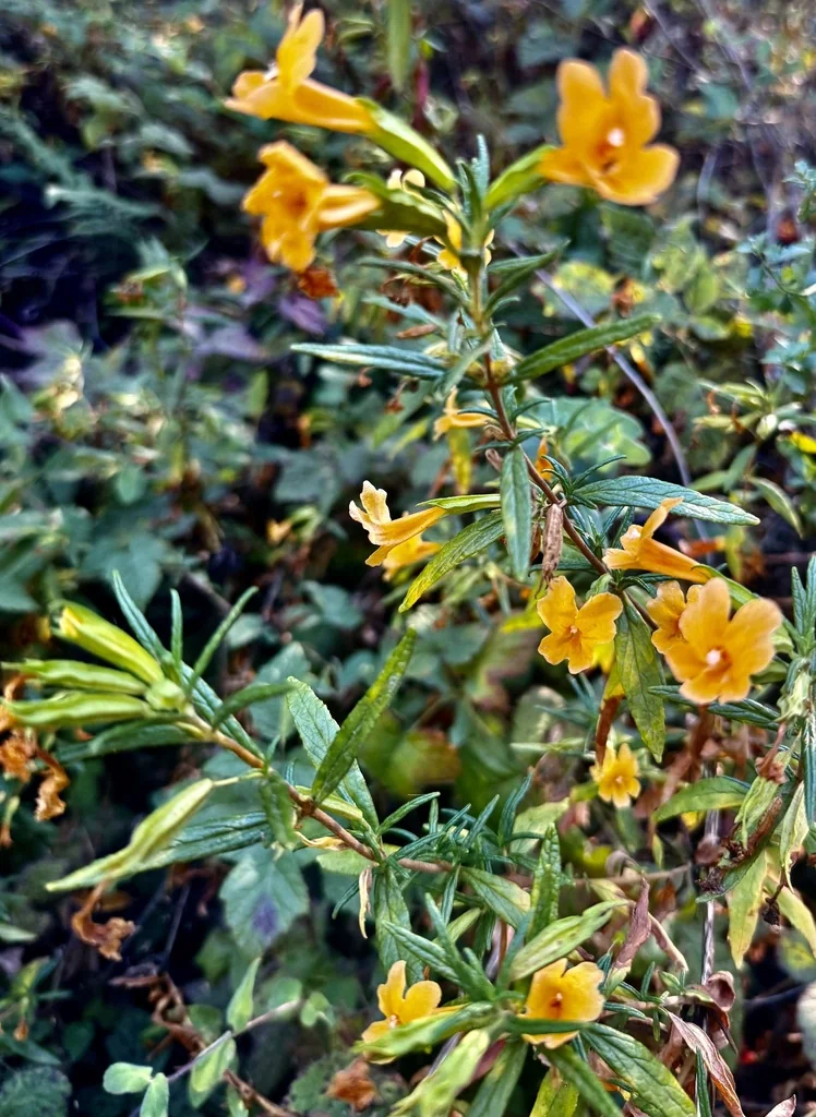 Mimulus Aurantiacus