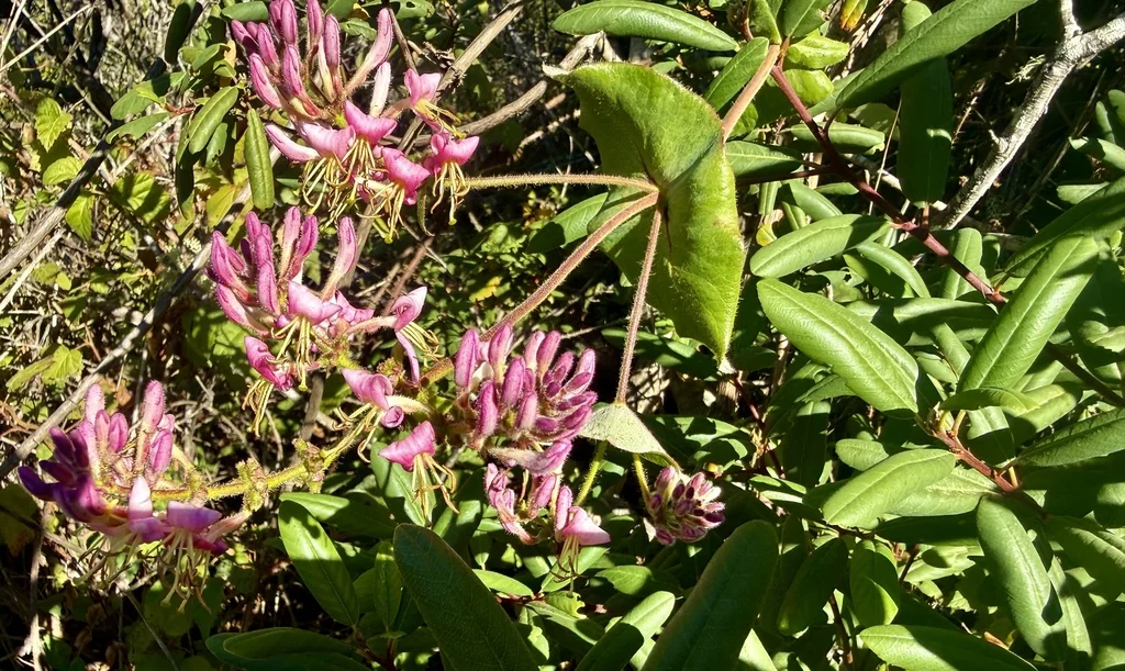 Lonicera Hispidula