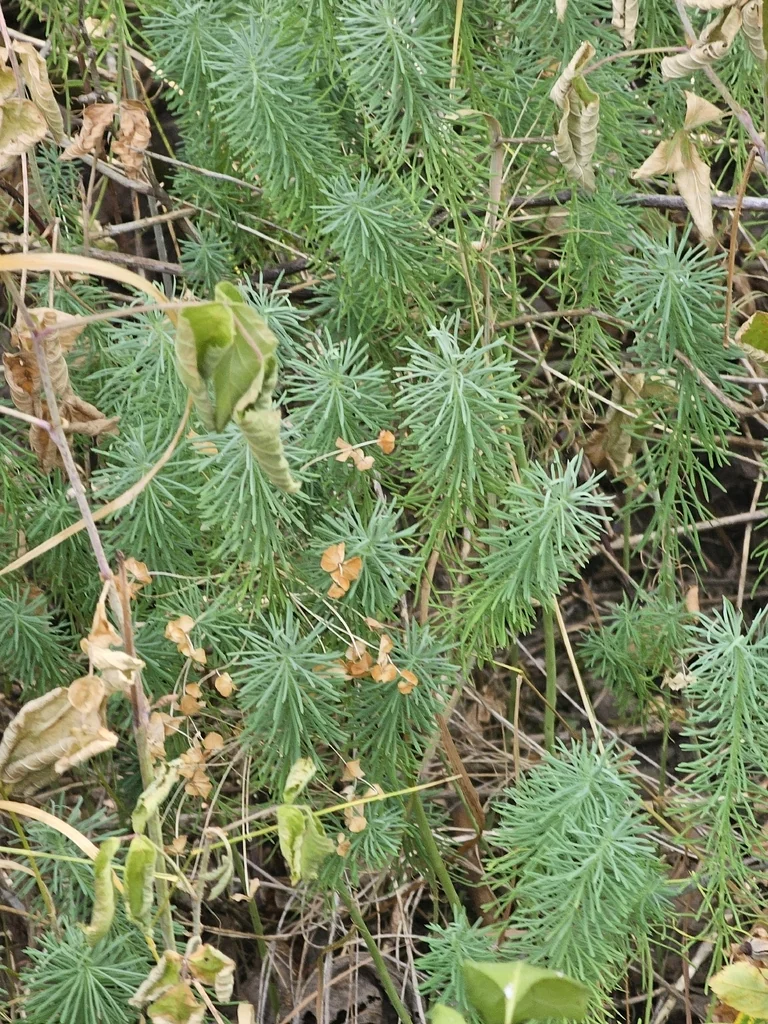 Euphorbia Cyparissias
