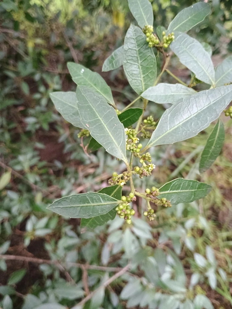 Rhamnus Alaternus