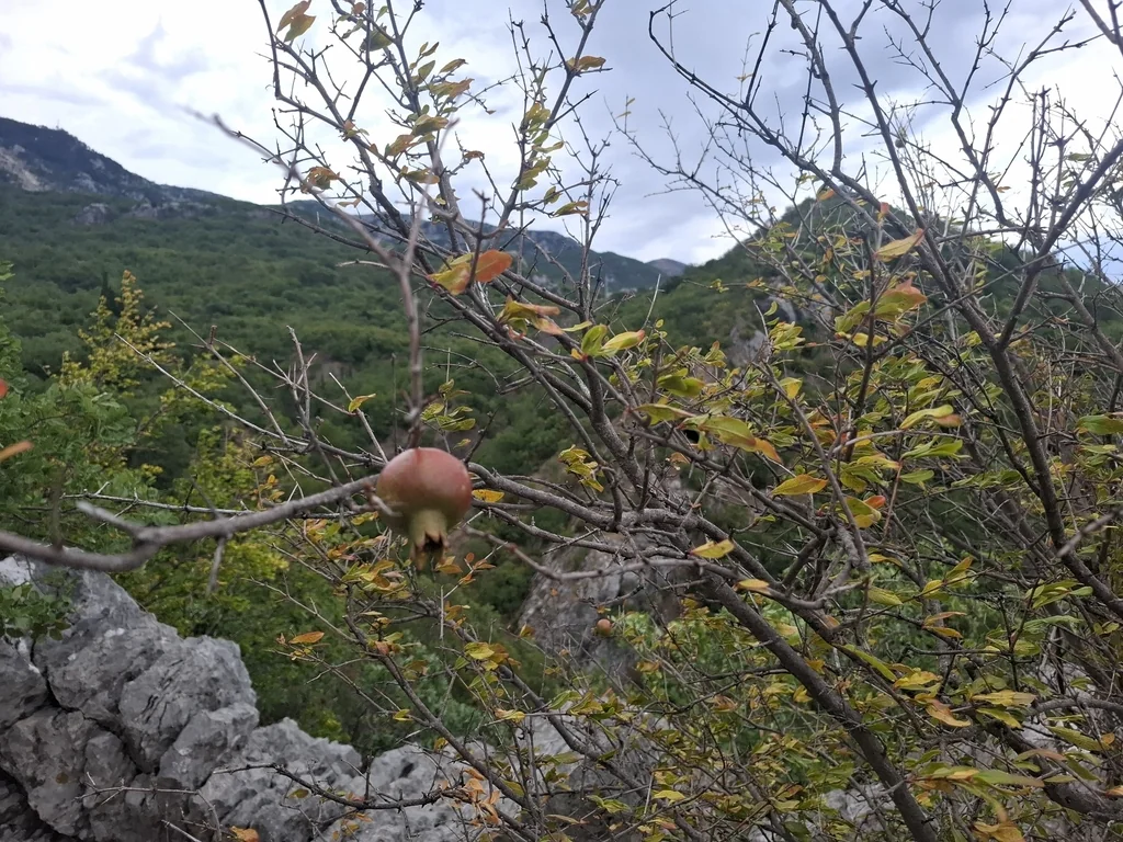 Punica granatum