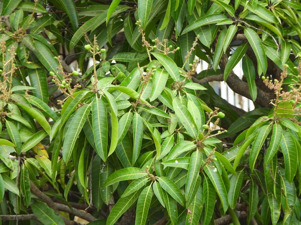 Mangifera indica