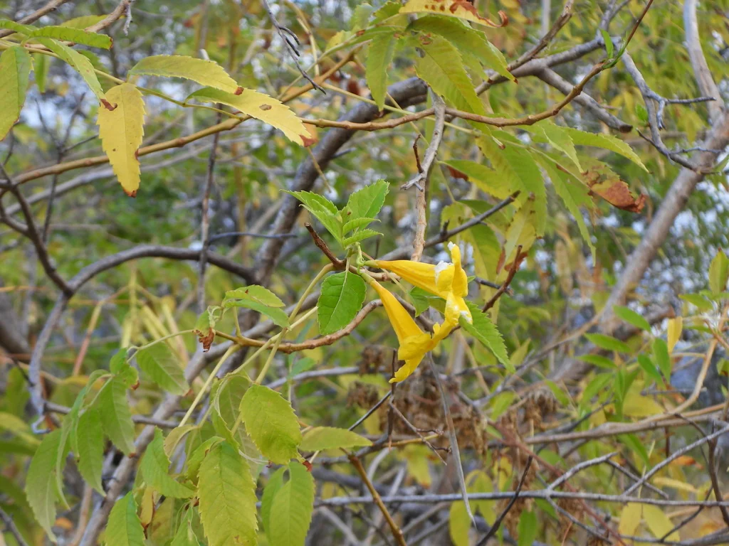 Tecoma Stans
