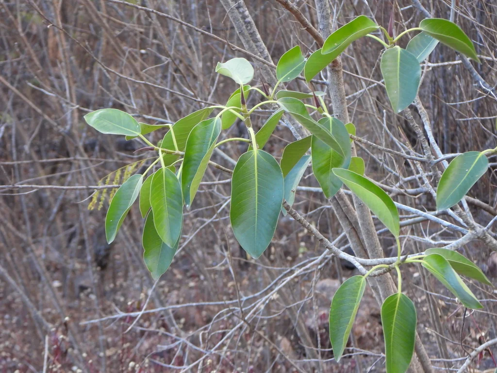 Ficus rubiginosa