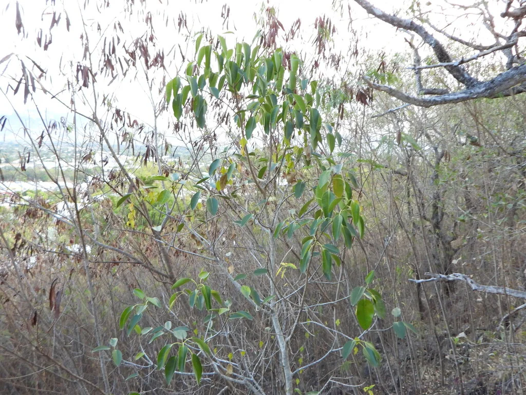 Ficus rubiginosa