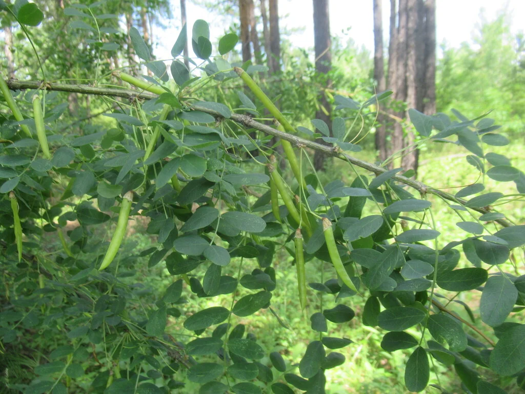 Caragana Arborescens