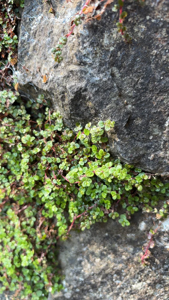 Soleirolia Soleirolii