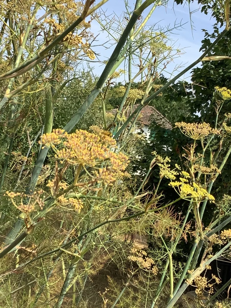 Anethum Graveolens