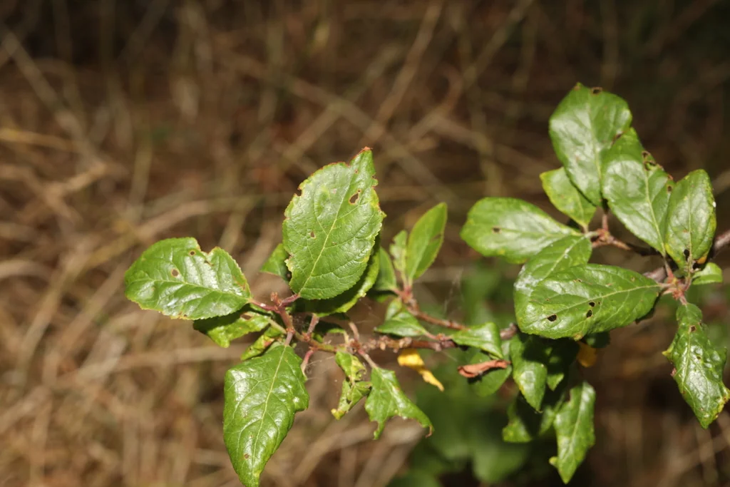Prunus Cerasifera