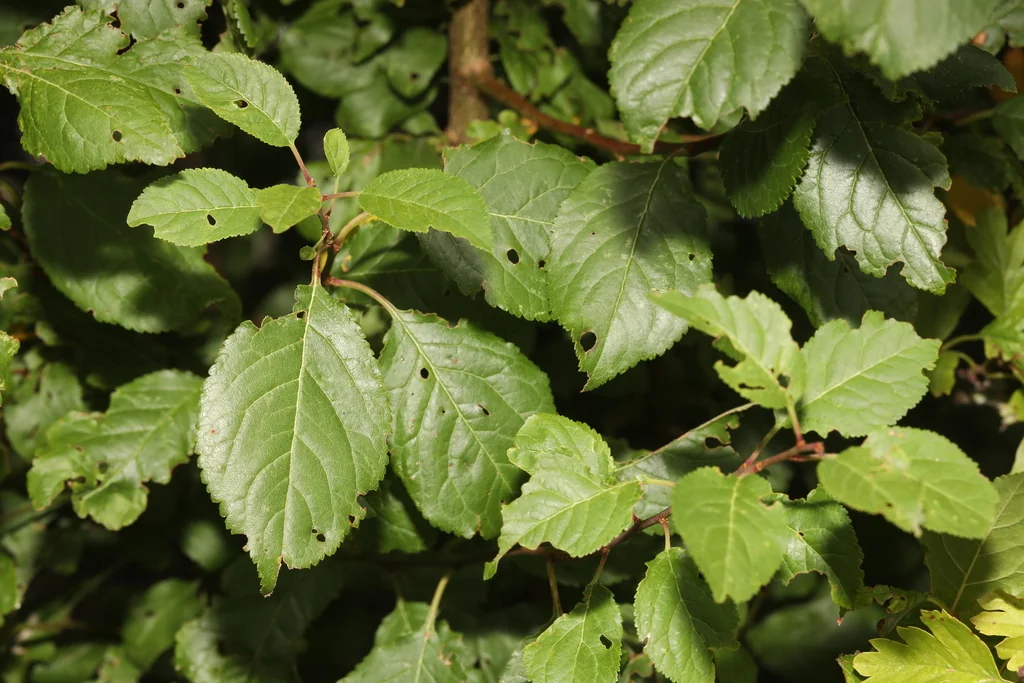 Prunus Cerasifera