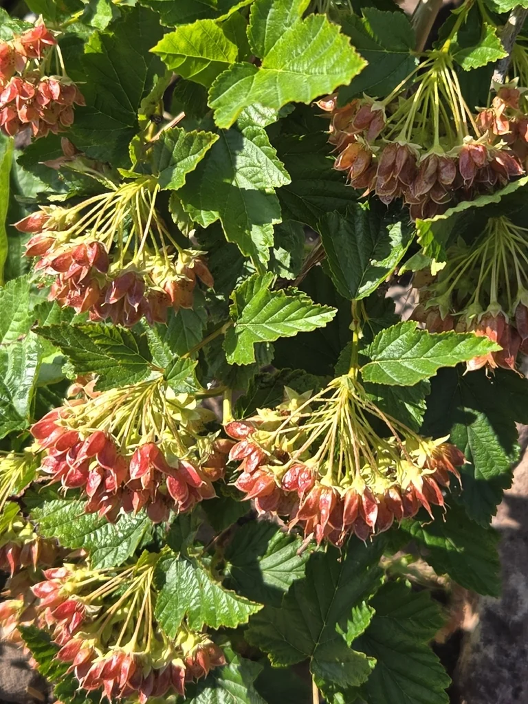 Physocarpus opulifolius