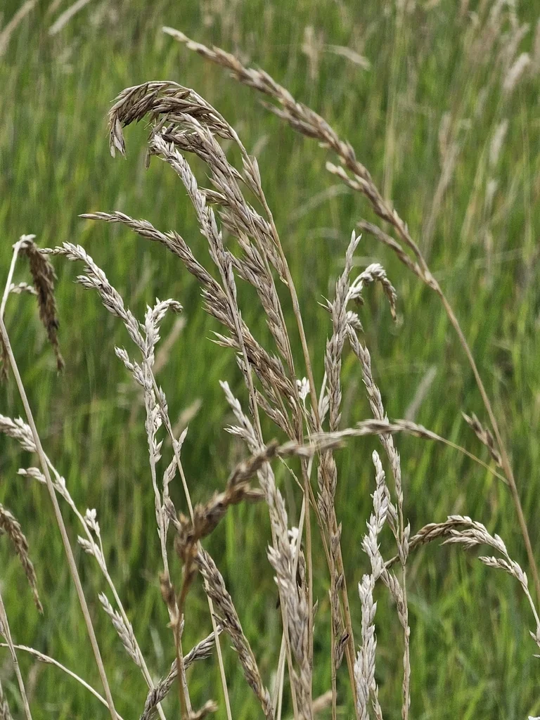Festuca arundinacea
