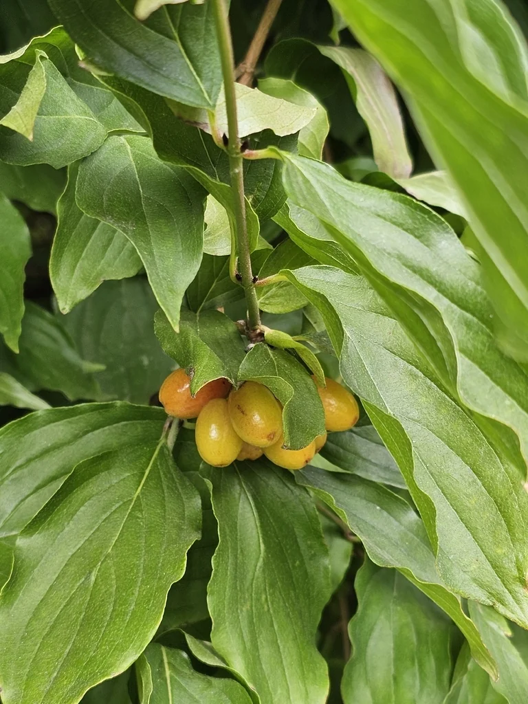 Cornus Mas