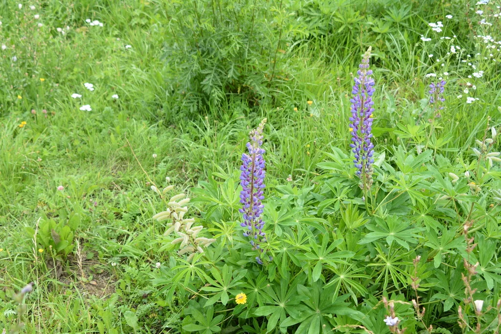 Lupinus Polyphyllus