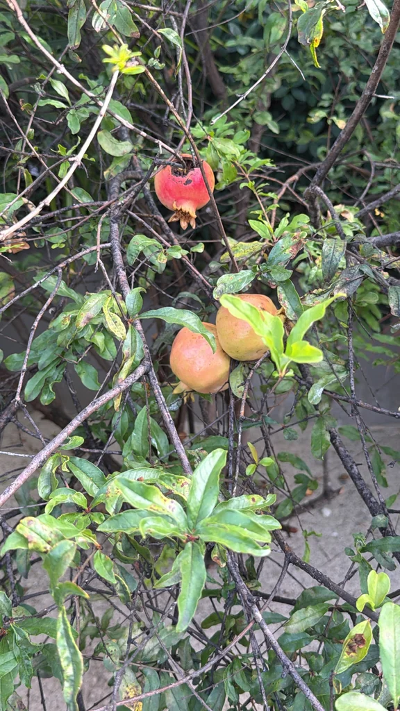 Punica granatum