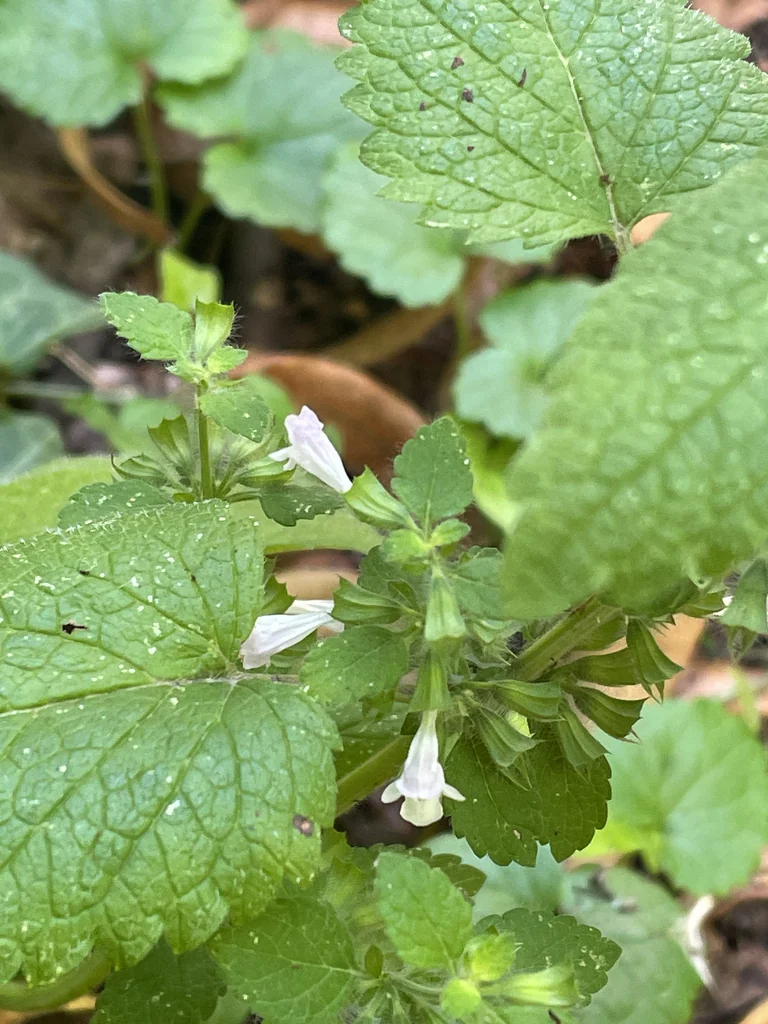 Melissa Officinalis