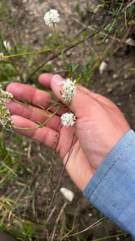 Dalea Candida