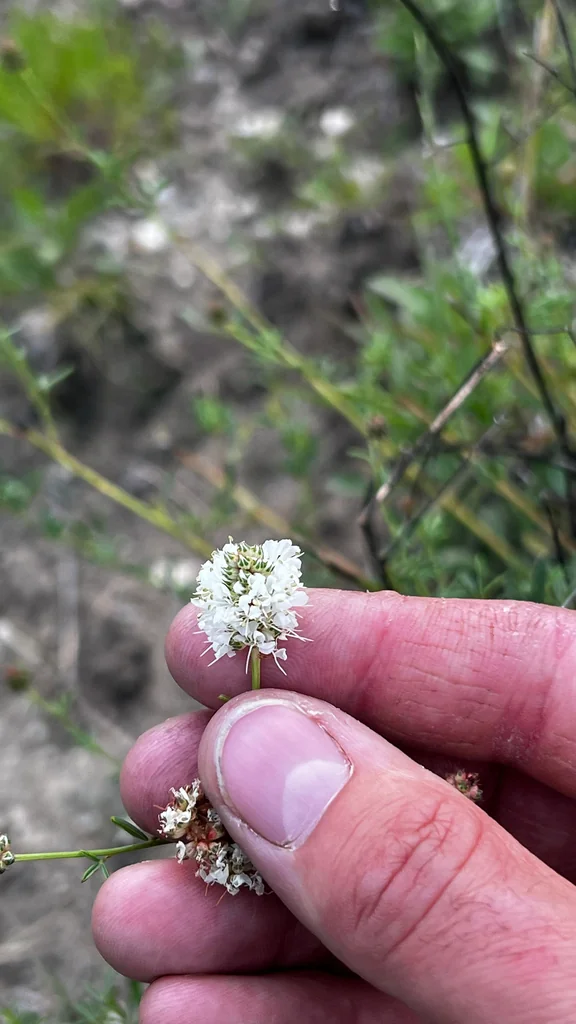 Dalea Candida