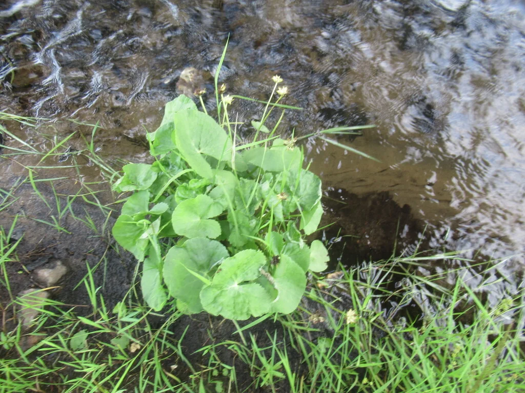 Caltha Palustris