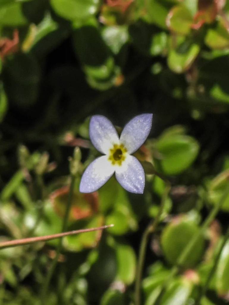 Houstonia Caerulea