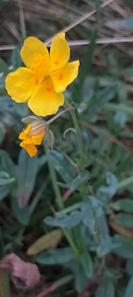 Helianthemum Nummularium