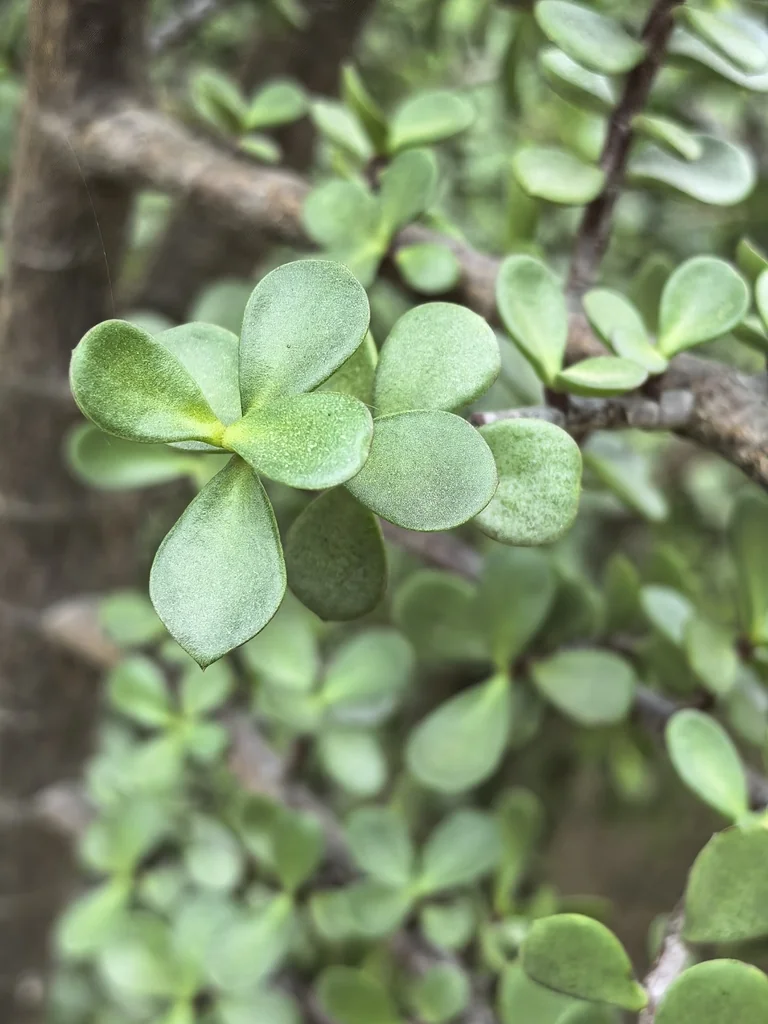 Portulacaria Afra