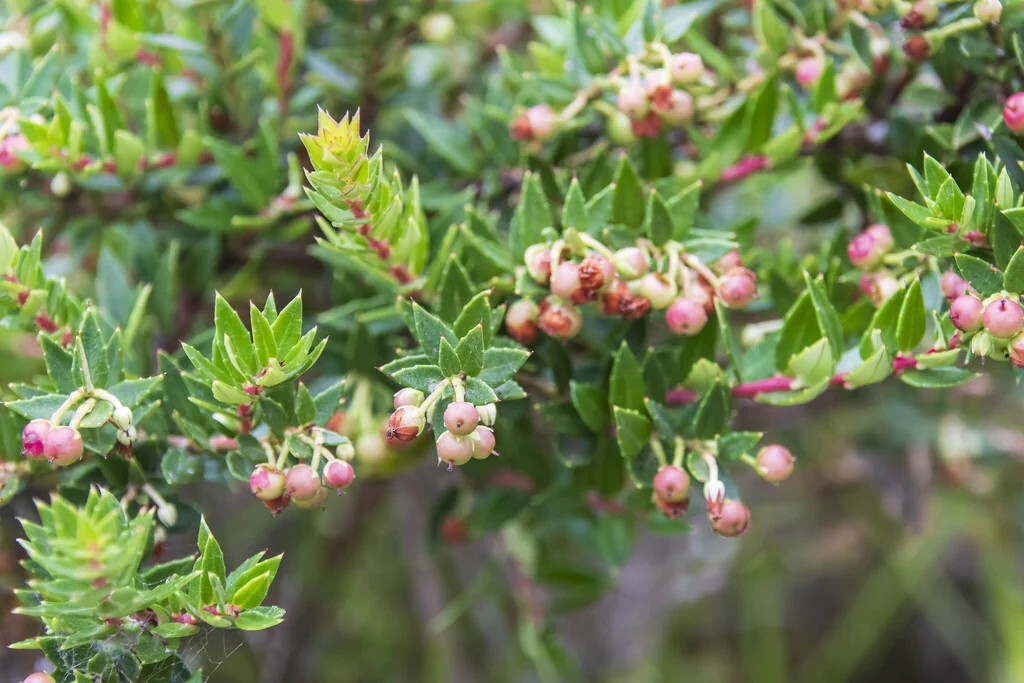 Gaultheria Mucronata