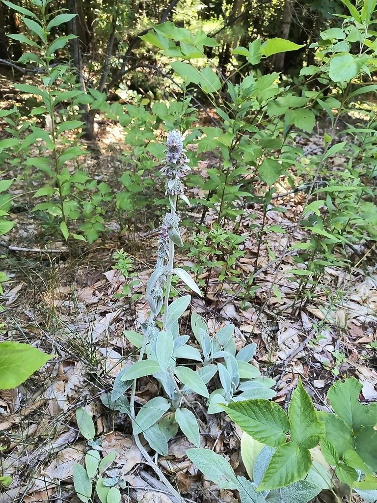 Stachys Byzantina