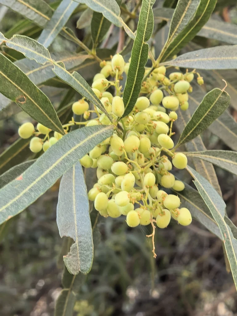 Rhus Lancea